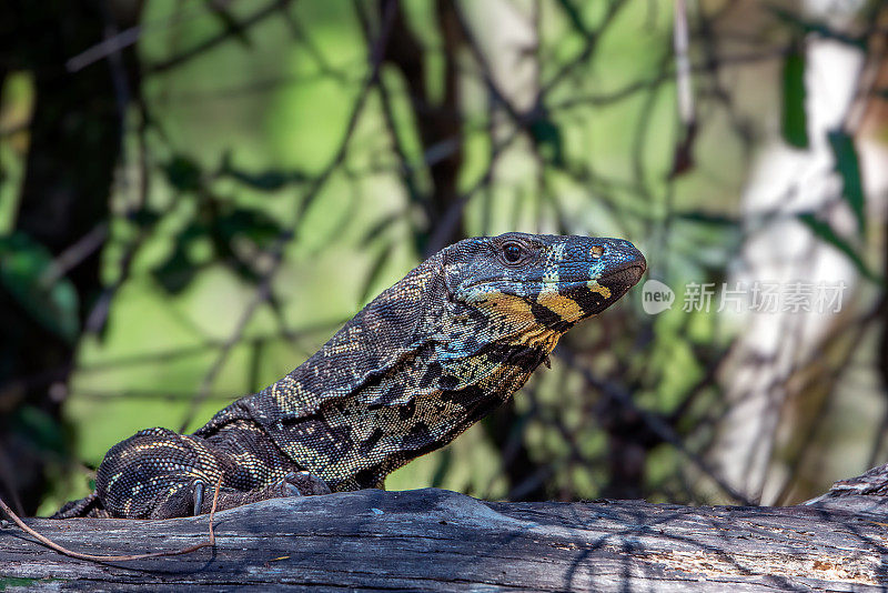 花边巨蜥(Varanus varius)